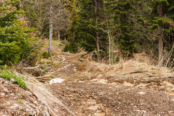 Forest road in the Arkhyz mountains in May