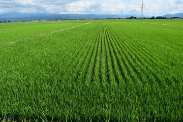 初夏の水田 山形県庄内