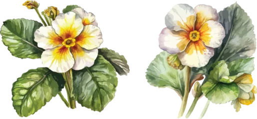 Foto op Plexiglas Aquarel doodshoofd Primrose flower clipart, isolated vector illustration.