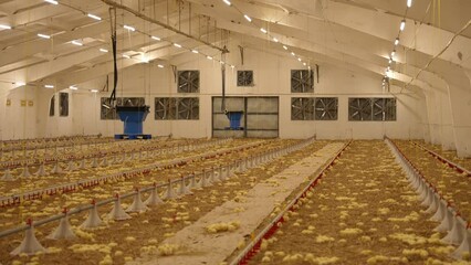 Little yellow chickens are resting on a poultry farm