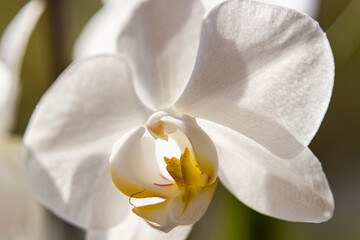 A beautiful orchid head is looking at you