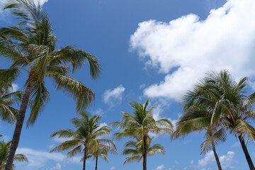 Palm Trees and white cloud against the blue sky