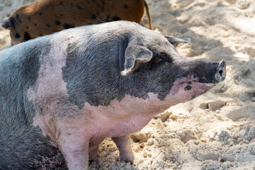 Fototapeta premium Pigs on the pig island in Bahamas
