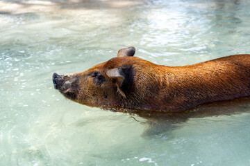 Swimming pig in the Bahamas