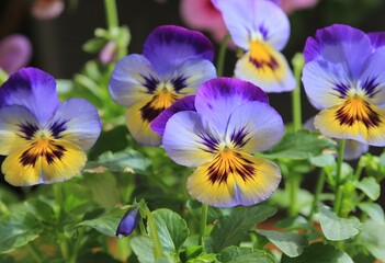 Blue flowers pansies close-up in spring