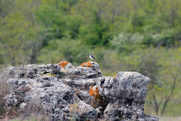The picturesque rocks near the village of Slynchevo (Bulgaria)