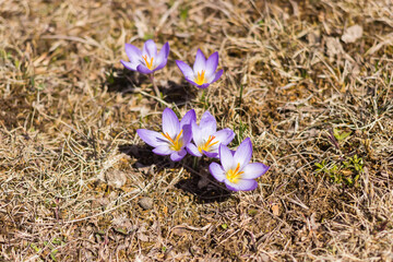 Spring mountain crocus in the mountains