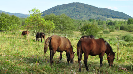 Horses in the meadow in the mountains. Bieszczady (Poland).
