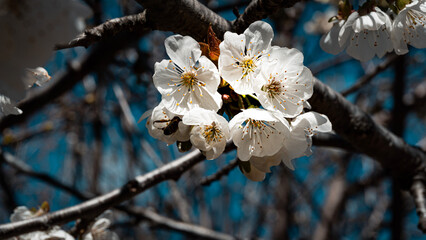 flores en primavera de un árbol frutal llamado cerezo 