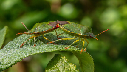 green shield bugs mating