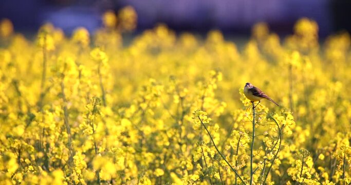 Western Yellow Wagtail Motacilla Flava little bird animal perched on the top of rapeseed and looking around slow motion. Wildlife