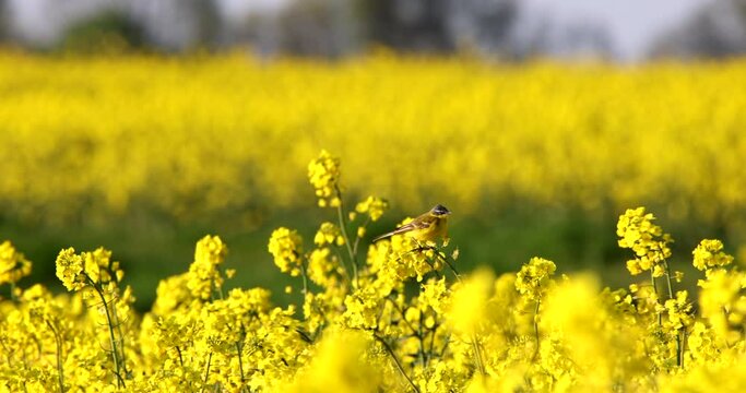 Western Yellow Wagtail Motacilla Flava little bird animal perched on the top of rapeseed and looking around balancing on a strong wind