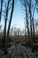 winter forest in the morning