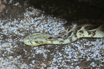 Puffotter / Puff adder / Bitis arietans