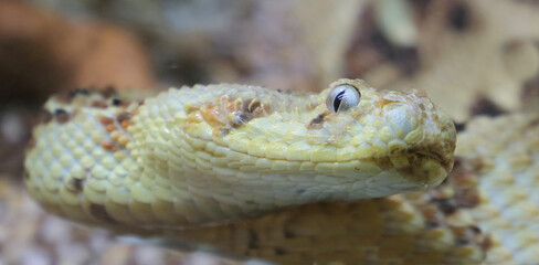 Puffotter / Puff adder / Bitis arietans