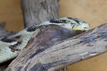 Puffotter / Puff adder / Bitis arietans
