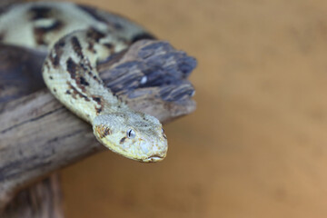 Puffotter / Puff adder / Bitis arietans