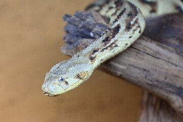 Puffotter / Puff adder / Bitis arietans
