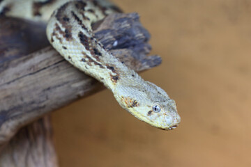 Puffotter / Puff adder / Bitis arietans