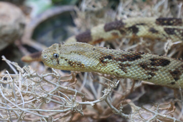 Puffotter / Puff adder / Bitis arietans