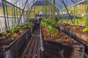 Close-up view of interior on greenhouse with tomatoes and cucumbers equipped with an automatic watering system. Sweden.