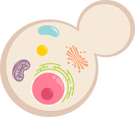 Yeast cell with basic organelles template graphic with transparent background