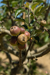 Pippin apple on the tree, Portugal