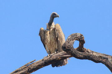 Indian vulture in Bandhavgarh National Park, India