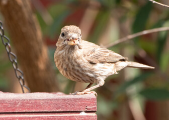 sparrow on a bird feeder