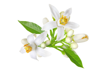 Neroli blossom. Citrus bloom. Orange tree white flowers, buds and leaves bunch isolated transparent png. 
