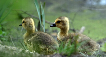 Two goslings walking to shore