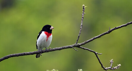 Rose-breasted Grosbeak on branch