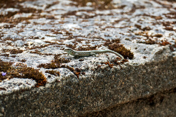 eidechse, Podarcis siculus coeruleus sitzt gut getarnt auf einer Mauer