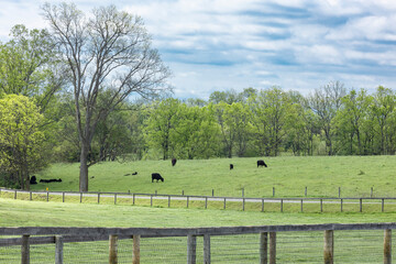 Angus beef cattle grazing in a green pasture with trees and clouds in the spring.