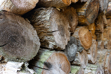 Cross section of felled logs tree stacked