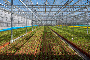 Young plants of Turmeric, Curcuma longa flowering plant of ginger&nbsp;family, decorative or ornamental flower growing in Dutch greenhouse