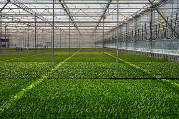 Cultivation of different summer bedding plants, begonia, petunia, young, flowering plants, decorative or ornamental garden plants growing in Dutch greenhouse