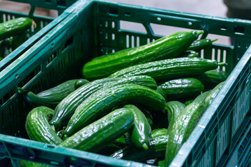 Handling and packaging of green cucumbers vegetables in Dutch greenhouse, agriculture in the...