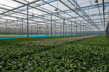 Young plants of Turmeric, Curcuma longa flowering plant of ginger&nbsp;family, decorative or ornamental flower growing in Dutch greenhouse