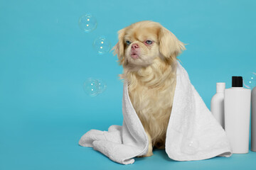 Cute Pekingese dog wrapped in towel, bottles and bubbles on light blue background, space for text....