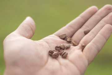 Coffee beans in a male hand and blurry vegetation in the background, sunny day