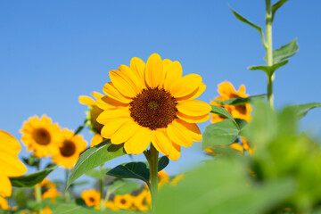 Sunflower field with blue sky. Beautiful summer landscape.