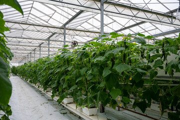 Fototapeta na wymiar Young green cucumbers vegetables hanging on lianas of cucumber plants in green house