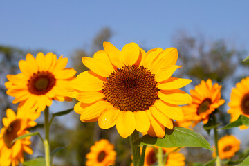 Fototapeta premium Sunflower field with blue sky. Beautiful summer landscape.
