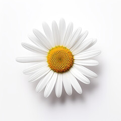A close up of a chamomile flower on a white surface. Generative AI.