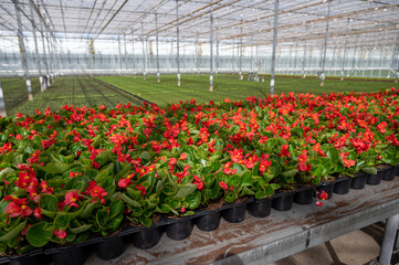 Cultivation of different summer bedding plants, begonia, petunia, young, flowering plants, decorative or ornamental garden plants growing in Dutch greenhouse