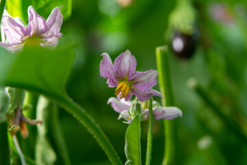 Fototapeta premium Dutch organic greenhouse farm with rows of eggplants plants with ripe violet vegetables and purple flowers