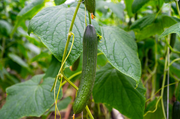Young green cucumbers vegetables hanging on lianas of cucumber plants in green house