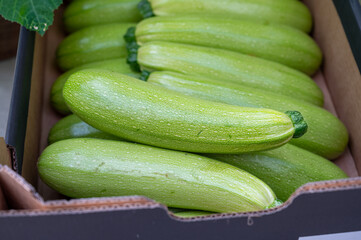Fresh ripe green courgette or zucchini in box, new harvest on organic farm in the Netherlands