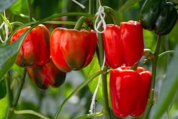 Big ripe sweet bell peppers, red paprika, growing in glass greenhouse, bio farming in the...